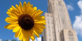 Sunflower with Cathedral of Learning